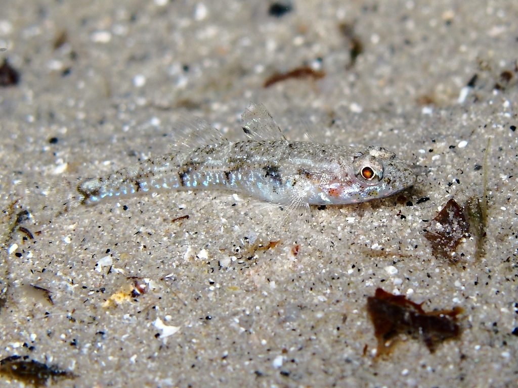 Deltentosteus quadrimaculatus (Valenciennes, 1837)
